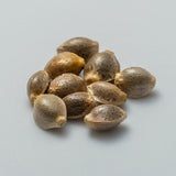 Tangy Mints Feminized Seeds