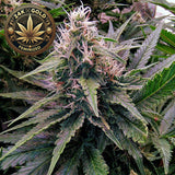 24K Gold Feminized Cannabis Seeds (2 Pack)