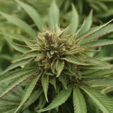 AK Skunk Regular Seeds