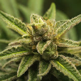 AK Skunk Regular Seeds
