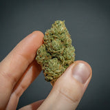 AK Skunk Regular Seeds