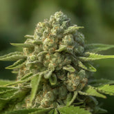 AK Skunk Regular Seeds