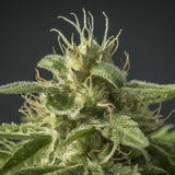 Afghan AK-47 Feminized Seeds