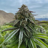 Afghan AK-47 Feminized Seeds