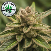 Afghan AK-47 Feminized Seeds