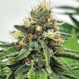 Afghan AK-47 Feminized Seeds