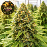 Afghan Feminized Seeds (2 Pack)