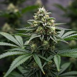Alien Gorilla Glue Feminized Seeds (2 Pack)