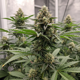Animal Runtz Feminized Seeds (2 Pack)