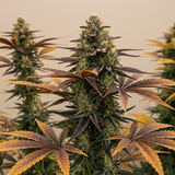 Animal Runtz Feminized Seeds (2 Pack)