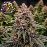 Animal Runtz Feminized Seeds (2 Pack)