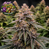 Animal Runtz Feminized Seeds (2 Pack)