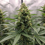Biscotti Feminized Seeds (2 Pack)