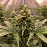 Biscotti Feminized Seeds (2 Pack)
