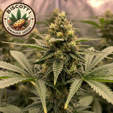 Biscotti Feminized Seeds