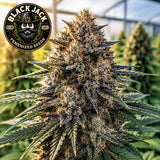 Black Jack Feminized Seeds (2 Pack)
