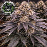 Black Cat Kush Feminized Seeds (2 Pack)