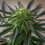Black Jack Autoflower Seeds