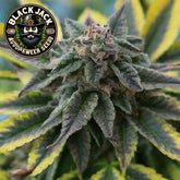 Black Jack Autoflower Seeds