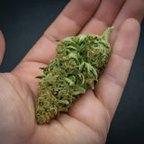 Black Jack Autoflower Seeds