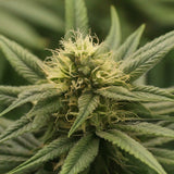 Black Jack Autoflower Seeds