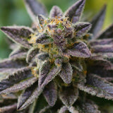 Black Jack Autoflower Seeds