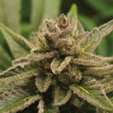 Black Russian Regular Seeds