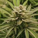 Black Russian Regular Seeds