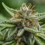 Black Widow Feminized Seeds