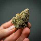 Black Widow Feminized Seeds