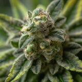Black Widow Feminized Seeds