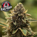 Black Widow Feminized Seeds