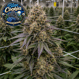 Blue Cookies Feminized Seeds (2 Pack)