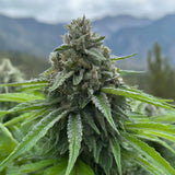 Blue Haze Feminized Seeds