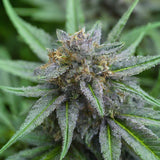Blue Haze Feminized Seeds
