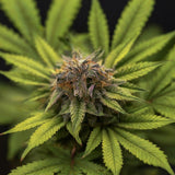 Bruce Banner Feminized Seeds