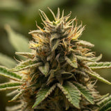 Bruce Banner Feminized Seeds