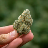 Bruce Banner Autoflower Seeds