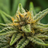 Bubba Kush Feminized Seeds