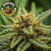 Bubba Kush Feminized Seeds (2 Pack)