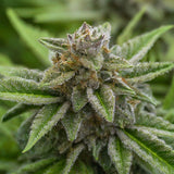 Bubba Kush Feminized Seeds