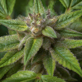 Chocolope Feminized Seeds (2 Pack)