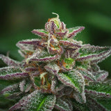 Chocolope Feminized Seeds (2 Pack)