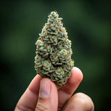 Chronic Widow Feminized Seeds (2 Pack)