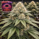 Chronic Widow Feminized Seeds