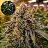 Critical Feminized Seeds (2 Pack)