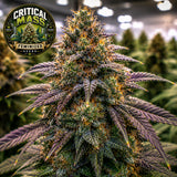 Critical Mass Feminized Seeds (2 Pack)