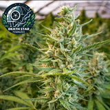 Death Star Feminized Seeds