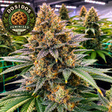 Do Si Dos Feminized Seeds (2 Pack)