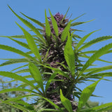 Do-si-dos Autoflower Seeds